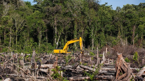 Blogward Logward EU Deforestation-Free Regulation